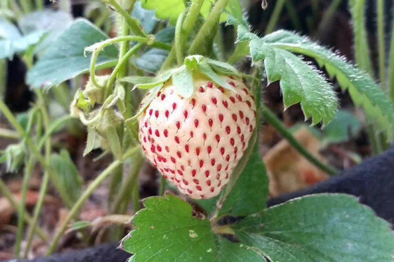 Pineberry Strawberry Seeds for Planting - Rare and Flavorful White Strawberry Varieties