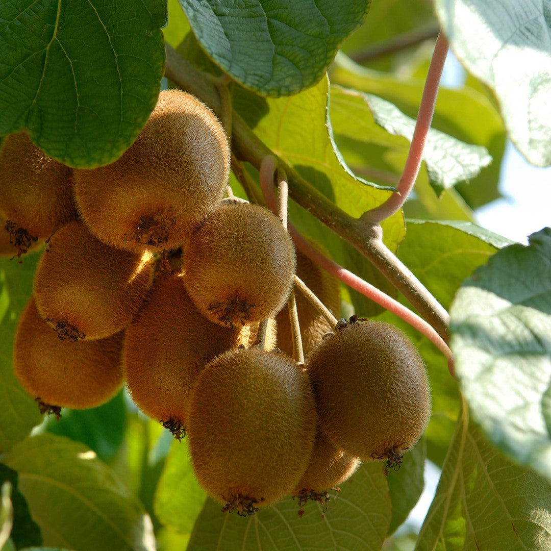 Golden Kiwi Fruit Seeds for Planting - A Sweet and Nutrient-Rich Kiwi for Your Garden