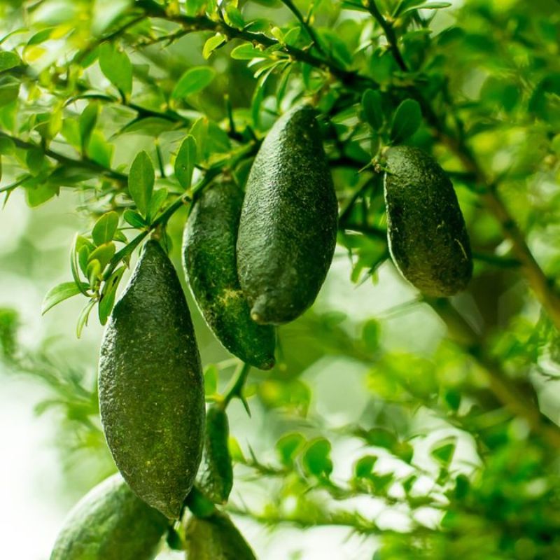 Emerald Green Finger Lime Plant Seeds for Planting & Cultivating Unique and Tangy Limes