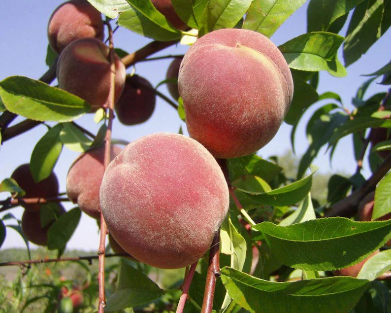 Arctic Supreme Peach Fruit Seed for Planting - Pack for Growing Sweet, Juicy Peaches, GMO Free Seeds
