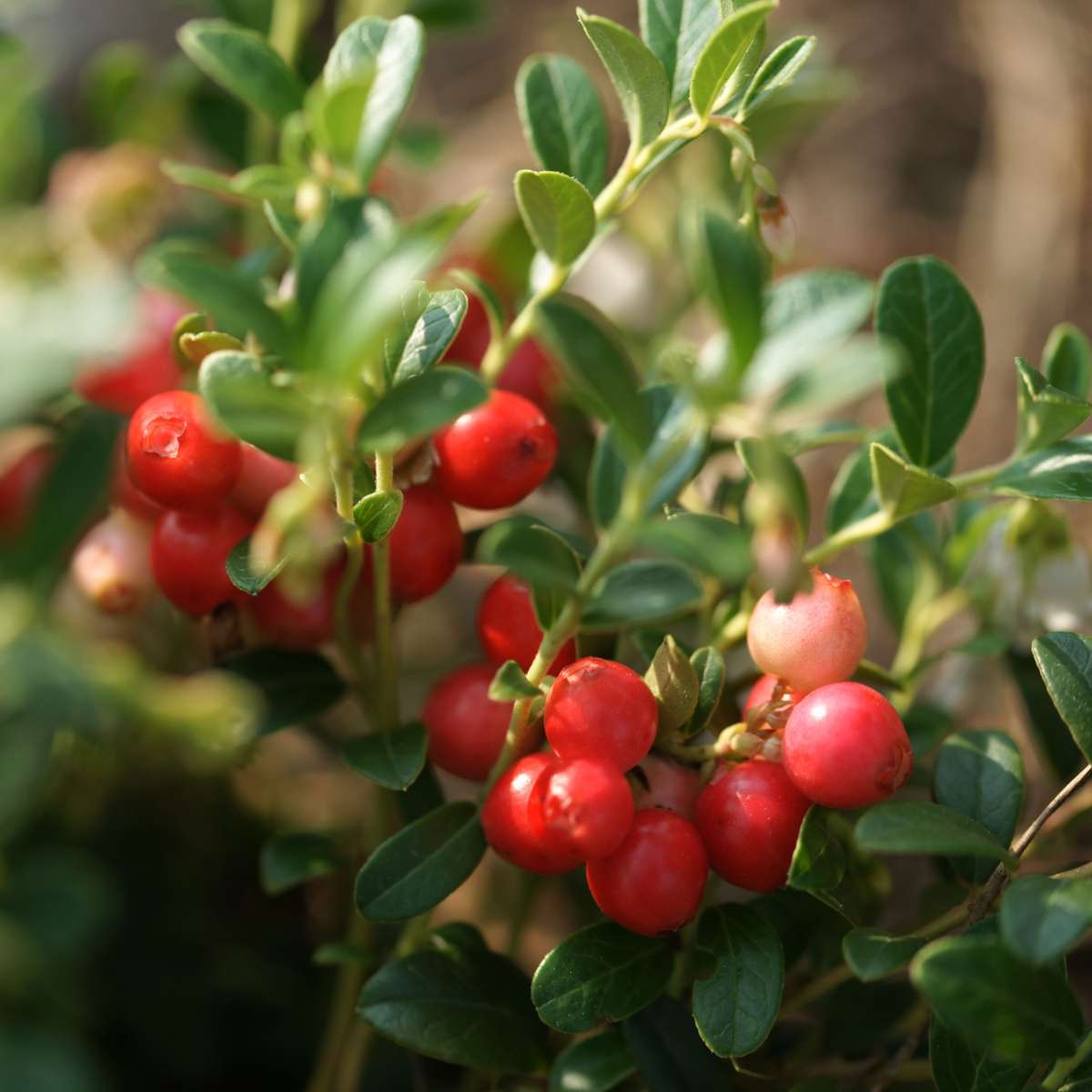 Vaccinium Macrocarpon Seeds - Perfect for Nutritious Cranberries