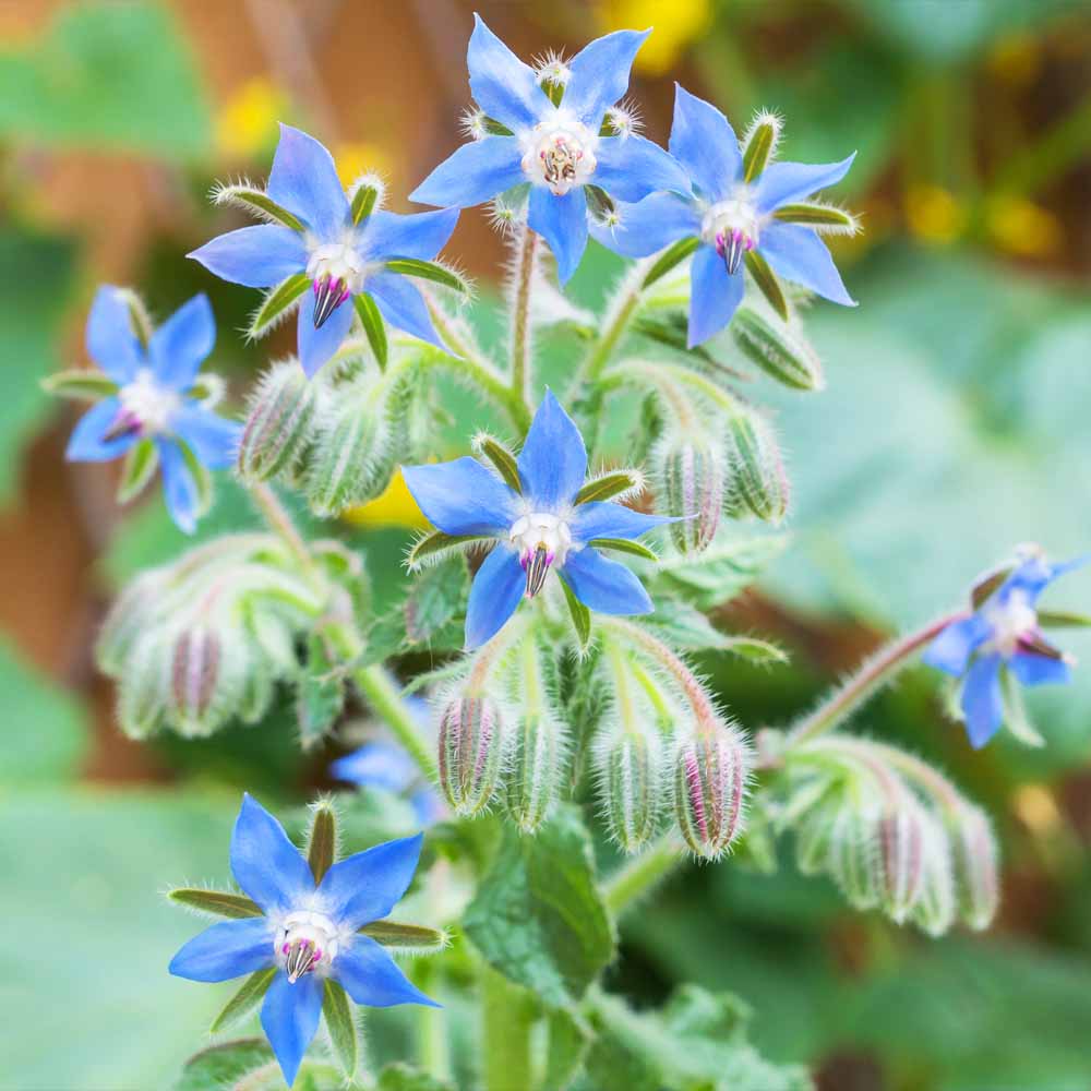 Borage Seeds (Organic)