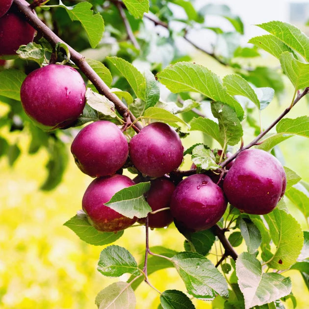 Purple Apple Fruit Seeds for Planting - Heirloom & Non-GMO Seeds for Planting