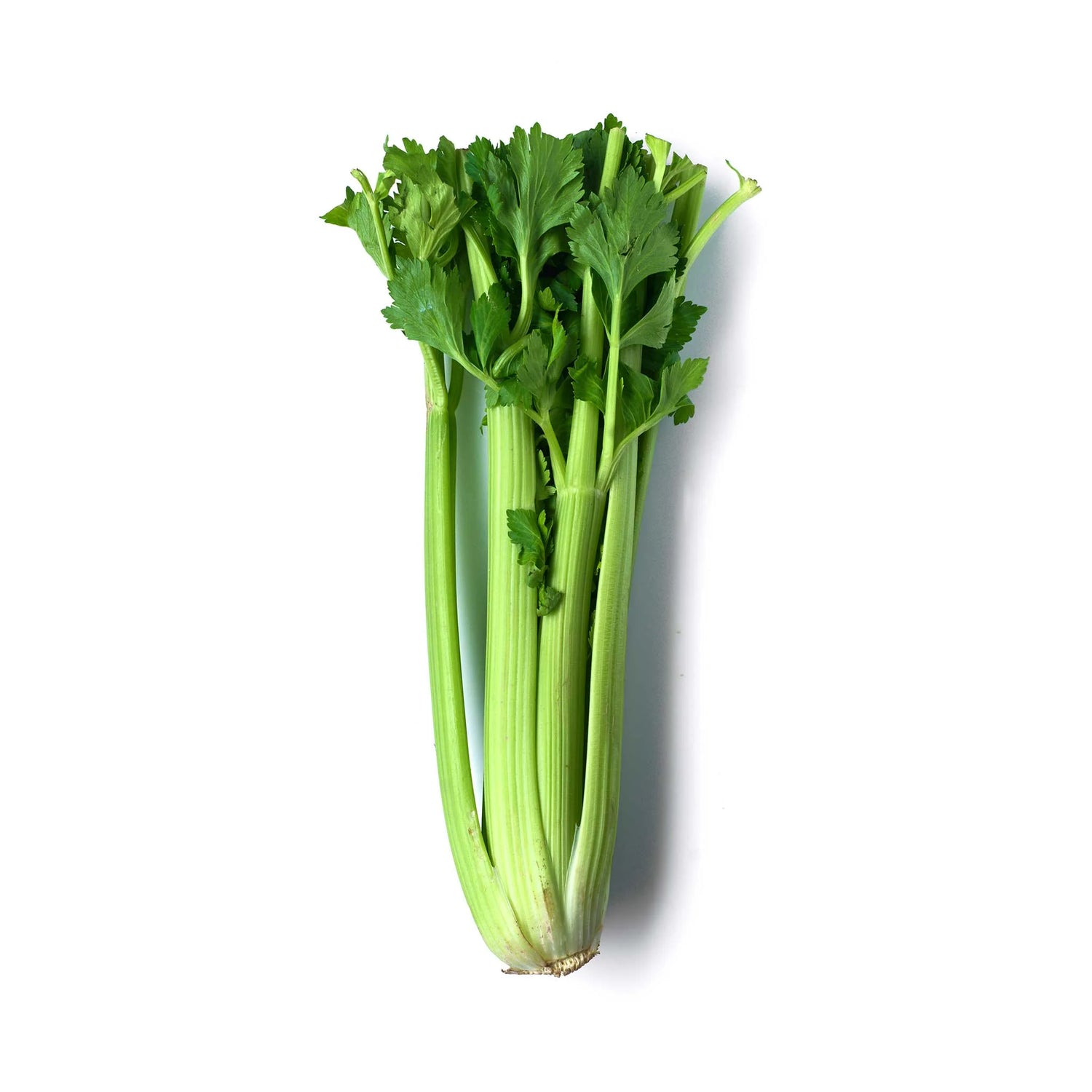 Celery Vegetable Seeds for Planting