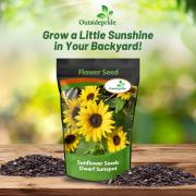 Sunflower Dwarf Sunspot Small Bright Yellow Bloom Seeds