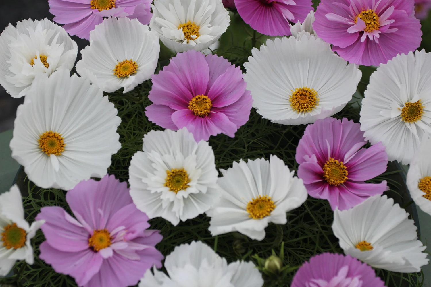 Cosmos Seeds - Cupcake Mix