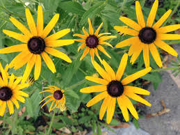 Black Eyed Susan American Native Wildflower Heirloom Seeds