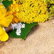 Yarrow Seeds Aurea Golden Yellow Bloom Seeds