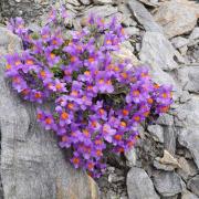 Linaria Alpina - Alpine Toadflax Rock Garden Bloom Seeds