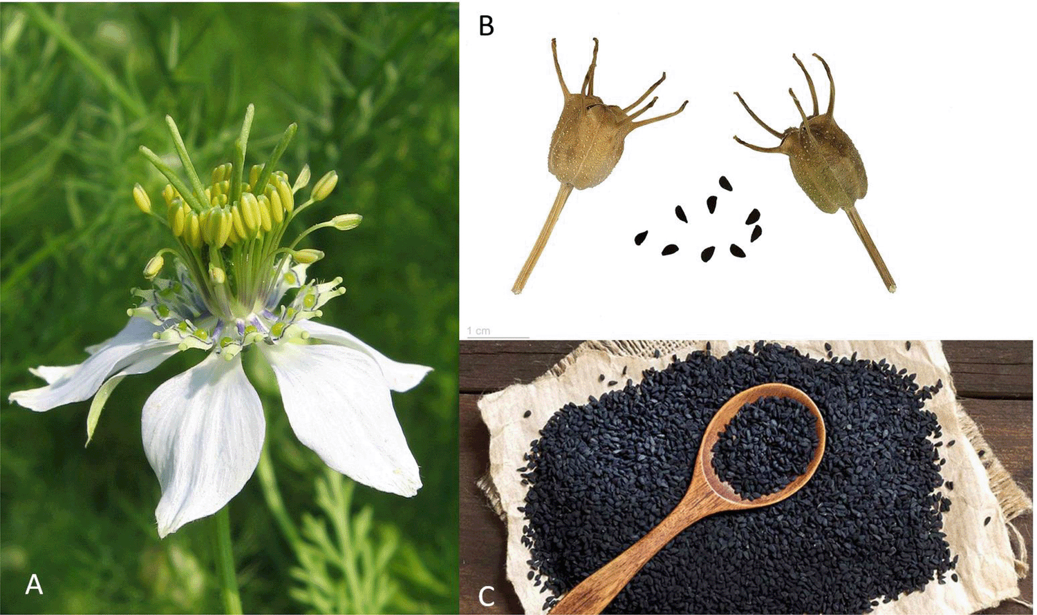 Black Cumin Seeds Nigella sativa CULINARY HERB FL GROWN – Heirloom, Non-GMO, High Germination Organic Garden Seeds
