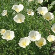 Poppy California White Linen Crisp White Elegant Bloom Seeds