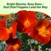 Poppy California Red Chief Bold Red Striking Wild Bloom Seeds