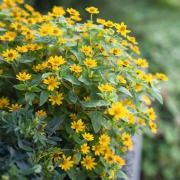 Melampodium Derby - Golden Yellow Continuous Bloom Seeds