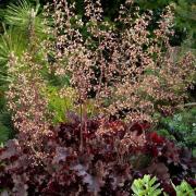 Heuchera Melting Fire Rich Burgundy Foliage Plant Seeds