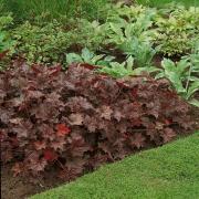 Heuchera Palace Purple Dark Leaf Perennial Bloom Seeds