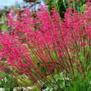 Heuchera Firefly Vibrant Red Perennial Foliage Seeds