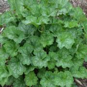 Heuchera Americana Shade-Tolerant Foliage Plant Seeds