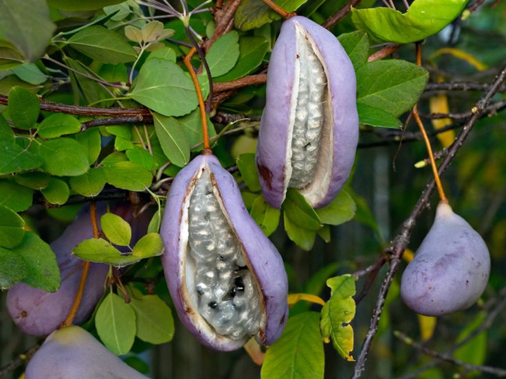 Akebi (Akebia quinata) Seeds