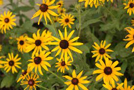 Black Eyed Susan American Native Wildflower Heirloom Seeds