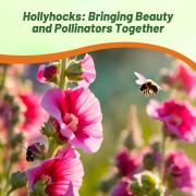 Hollyhock Indian Spring Traditional Cottage Bloom Seeds