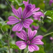 Hollyhock Zebrina Seeds - Striped Purple Heirloom Bloom Flower Seeds