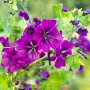 Hollyhock Mauritiana Dark Purple Heirloom Bloom Flower Seeds