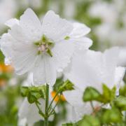 Hollyhock White Seeds - Pure White Tall Bloom Flower Seeds