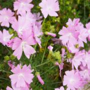 Musk Mallow Rosea Fragrant Pink Perennial Bloom Seeds