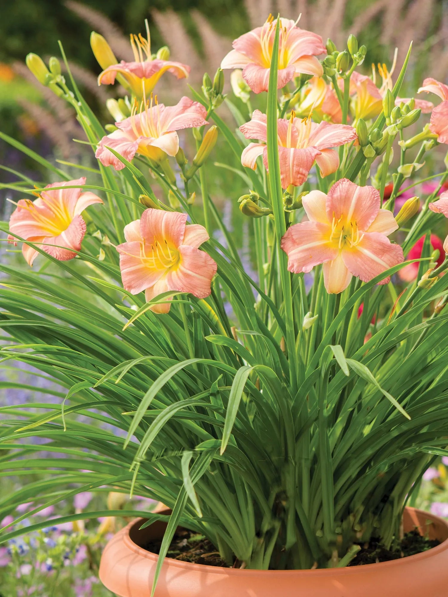 Hemerocallis Pink Tirzah