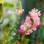 Snapdragon Appleblossom Soft Pink and White Bloom Seeds