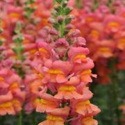 Snapdragon Orange Wonder Vibrant Orange Bloom Seeds