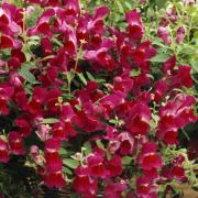 Snapdragon Ruby Deep Red Bloom Seeds