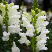 Snapdragon Snowflake Pure White Delicate Bloom Seeds