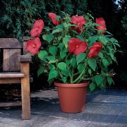 Hibiscus Luna Red Deep Scarlet Hardy Perennial Bloom Seeds