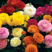 Ranunculus Mache Elegant Layered Petal Bloom Seeds