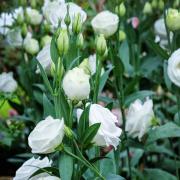 Lisianthus Sapphire White - Pure White Double Bloom Seeds