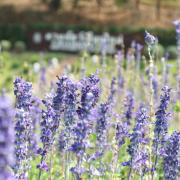 Salvia Blue Victory Deep Blue Vibrant Bloom Seeds