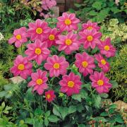 Dahlia Mignon Rose Soft Pink Bloom Flower Seeds