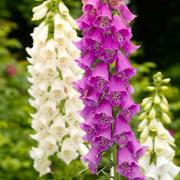 Foxglove Gloxiniaeflora Tall Garden Bloom Flower Seeds