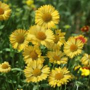 Gaillardia Aristata Aurea Golden Yellow Perennial Seeds