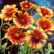 Gaillardia Aristata Bremen Deep Red Bloom Seeds