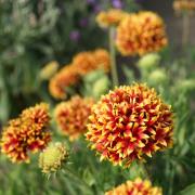 Gaillardia Pulchella Bicolor Unique Two-Tone Flower Seeds