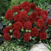 Gaillardia Pulchella Red Bright Scarlet Bloom Flower Seeds