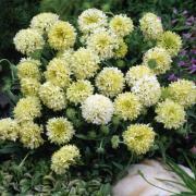 Gaillardia Pulchella Cream Soft Pastel Bloom Flower Seeds