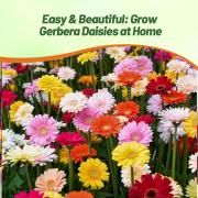 Gerbera Mix Vibrant Colorful Bloom Flower Seeds