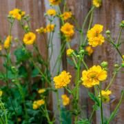 Geum Lady Stratheden Golden Yellow Bloom Flower Seeds