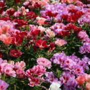 Godetia Tall Mix Assorted Garden Bloom Flower Seeds