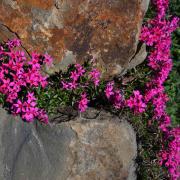 Gypsophila Repens Rose Trailing Pink Bloom Flower Seeds