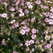 Gypsophila Rosea Soft Rosy Bloom Flower Seeds