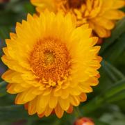 Helichrysum Yellow Golden Dried Bloom Flower Seeds